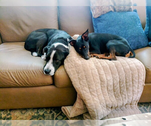 Medium Photo #8 Miniature Pinscher-Unknown Mix Puppy For Sale in Mount Laurel, NJ, USA