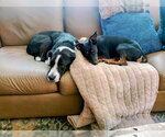 Small #7 Miniature Pinscher Mix