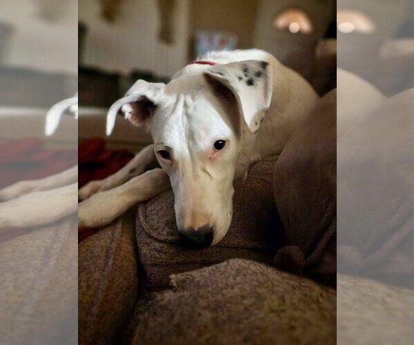 Medium Photo #7 Border Collie-Unknown Mix Puppy For Sale in Mesa, AZ, USA