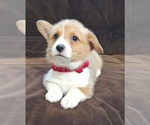 Small #10 Pembroke Welsh Corgi
