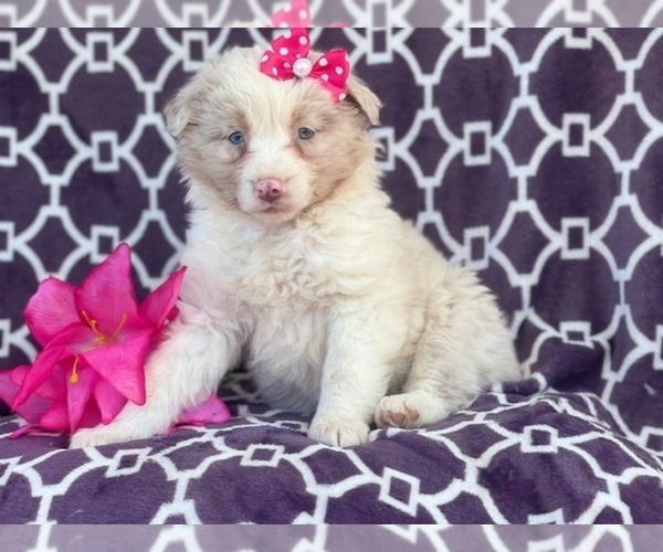 Medium Photo #1 Australian Shepherd Puppy For Sale in LAKELAND, FL, USA