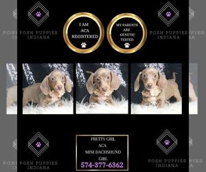 Dachshund Puppy for Sale in WARSAW, Indiana USA