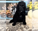 Small Photo #1 Bernedoodle Puppy For Sale in PRYOR, OK, USA