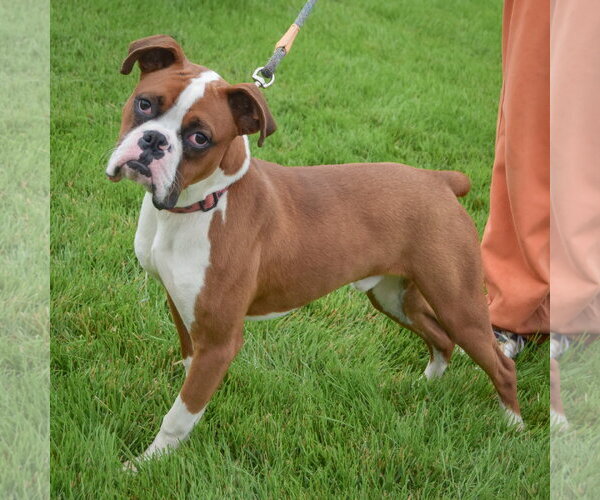 Medium Photo #2 Boxer Puppy For Sale in Huntley, IL, USA