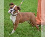 Small #1 Boxer