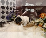 Small #3 Yorkshire Terrier