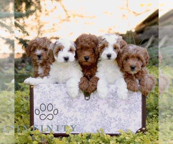 Medium Photo #2 Cavapoo (Miniature) Puppy For Sale in LANCASTER, PA, USA