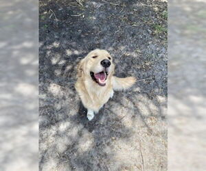 Golden Retriever Dogs for adoption in Bonita Springs, FL, USA