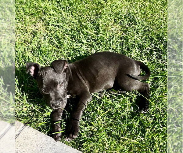 Medium Photo #2 American Staffordshire Terrier-Unknown Mix Puppy For Sale in San Juan Capistrano, CA, USA