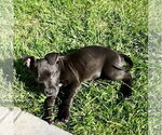 Small #1 American Staffordshire Terrier Mix