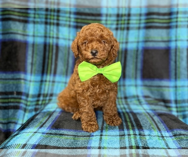 Medium Photo #1 Goldendoodle (Miniature) Puppy For Sale in LAKELAND, FL, USA