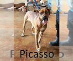 Small #9 Mountain Cur Mix