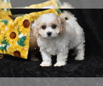 Small Photo #3 Cavachon Puppy For Sale in ELDORADO, OH, USA