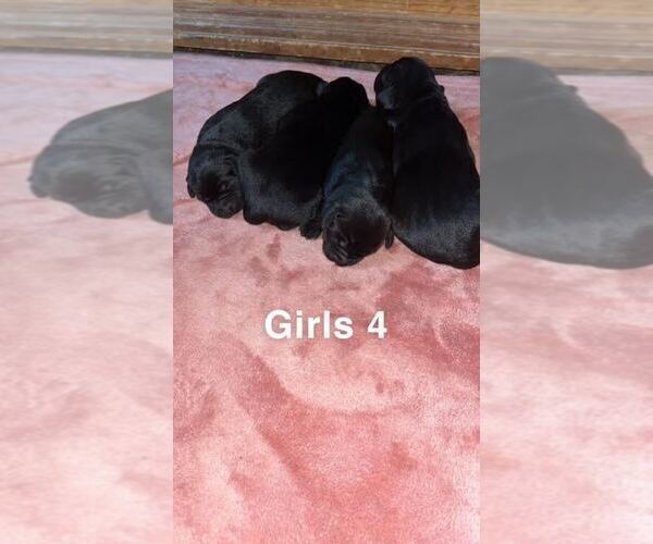 Medium Photo #1 Labrador Retriever Puppy For Sale in CLARKESVILLE, GA, USA