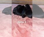 Small Photo #1 Labrador Retriever Puppy For Sale in CLARKESVILLE, GA, USA