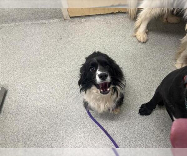 Medium Photo #1 Cocker Spaniel Puppy For Sale in Fort Collins, CO, USA