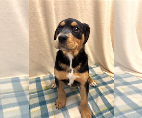 Medium Photo #1 Rottweiler-Unknown Mix Puppy For Sale in Sterling, MA, USA