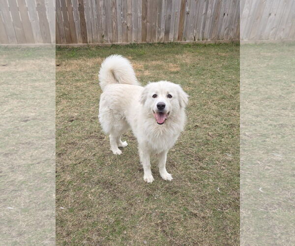 Medium Photo #18 Chow Chow-Great Pyrenees Mix Puppy For Sale in Houston, TX, USA
