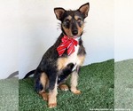Small #2 Mutt