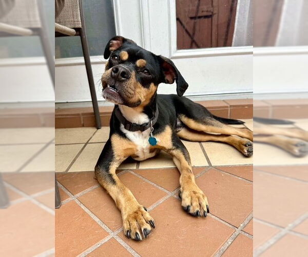 Medium Photo #2 Boxer-Unknown Mix Puppy For Sale in Katy, TX, USA