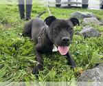 Small American Pit Bull Terrier