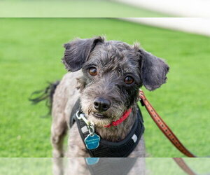 Ralphie - Male Poodle (Miniature)-Unknown Mix Dog for Adoption