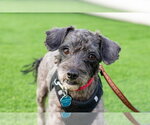 Ralphie - Male Poodle (Miniature)-Unknown Mix Dog for Adoption - Small photo