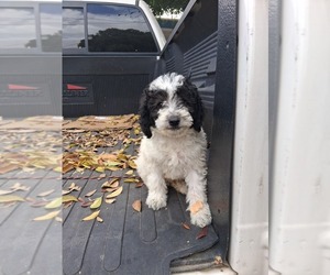 Poodle (Miniature) Puppy for sale in LINDSAY, CA, USA