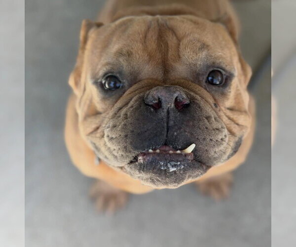 Medium Photo #2 Bulldog-Unknown Mix Puppy For Sale in Las Vegas, NV, USA