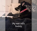 Small #8 Labrador Retriever Mix