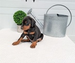 Small Photo #35 Doberman Pinscher Puppy For Sale in GOSHEN, IN, USA