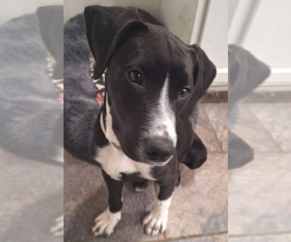 Medium Photo #15 Border Collie-Unknown Mix Puppy For Sale in Germantown, OH, USA