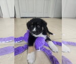 Small Labrador Retriever Mix