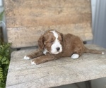 Small Photo #7 Cavapoo Puppy For Sale in COAL CITY, IN, USA