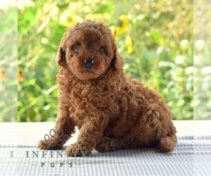 Goldendoodle (Miniature) Puppy for sale in SUNBURY, PA, USA