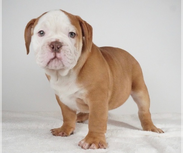 Medium Photo #6 Bulldog Puppy For Sale in NAPPANEE, IN, USA