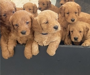 Goldendoodle (Miniature) Puppy for sale in NOKOMIS, FL, USA