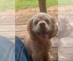 Small #6 Cocker Spaniel