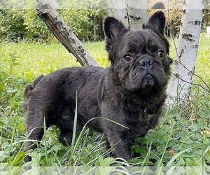 Father of the French Bulldog puppies born on 07/10/2023
