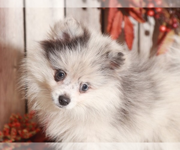 Medium Photo #5 Pomeranian Puppy For Sale in MOUNT VERNON, OH, USA