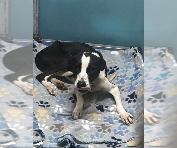 Medium Photo #9 American Pit Bull Terrier-Labrador Retriever Mix Puppy For Sale in Oakhurst, NJ, USA