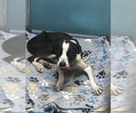 Small Photo #9 American Pit Bull Terrier-Labrador Retriever Mix Puppy For Sale in Oakhurst, NJ, USA