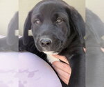 Small #1 Labrador Retriever Mix