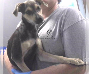 Puggle Dogs for adoption in Tallahassee, FL, USA