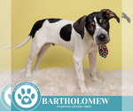 Small #9 Beagle Mix