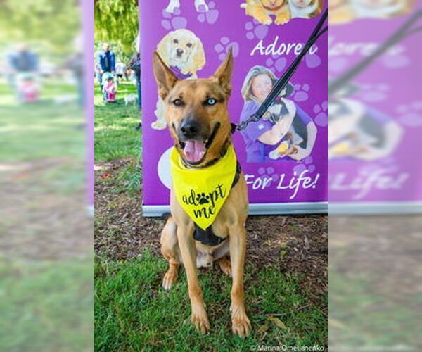 Medium Photo #3 Australian Kelpie-German Shepherd Dog Mix Puppy For Sale in Fremont, CA, USA