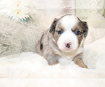 Small Photo #10 Australian Shepherd Puppy For Sale in STAFFORD, VA, USA