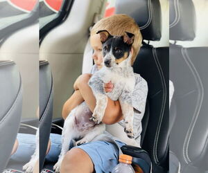 Rat Terrier Dogs for adoption in Winter, WI, USA