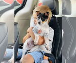 Small Rat Terrier