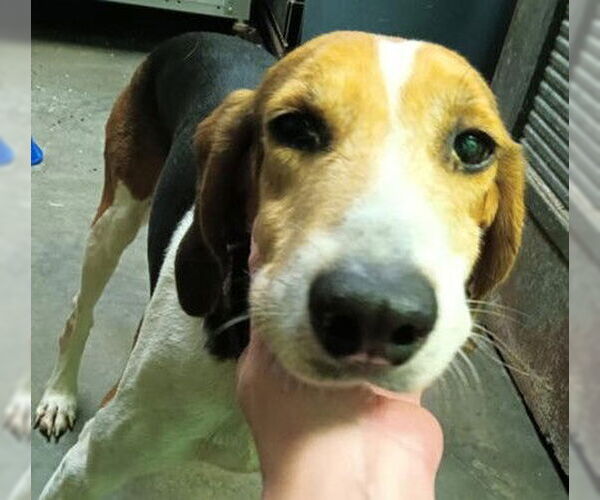 Medium Photo #7 Mutt Puppy For Sale in North Myrtle Beach, SC, USA